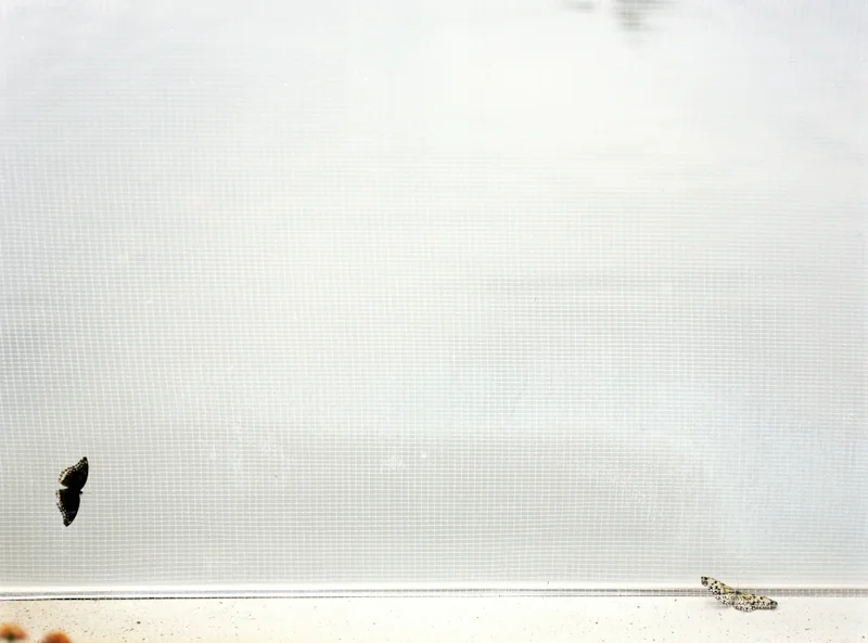 untitled, from <grace and gravity> series, 2009, c-print