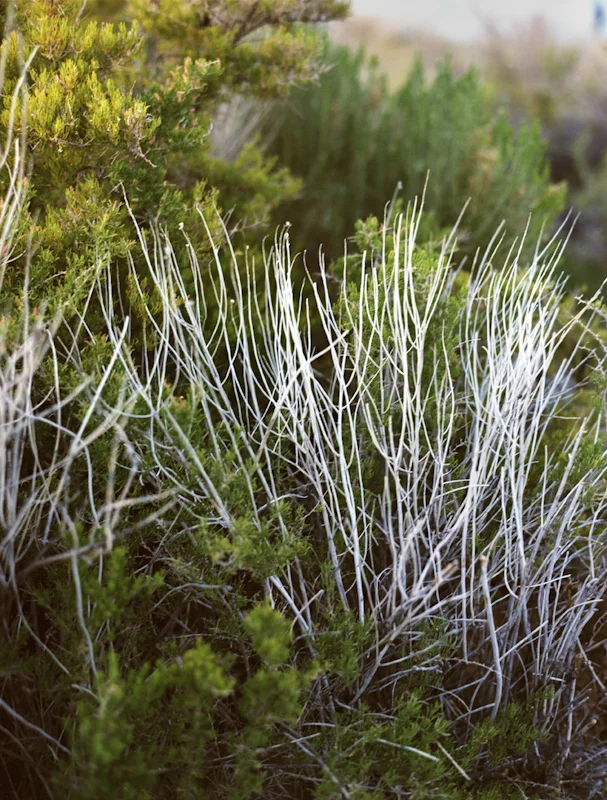 untitled, from <grace and gravity> series, 2009, c-print