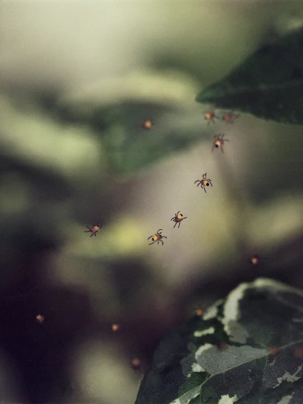 untitled, from <grace and gravity> series, 2009, c-print