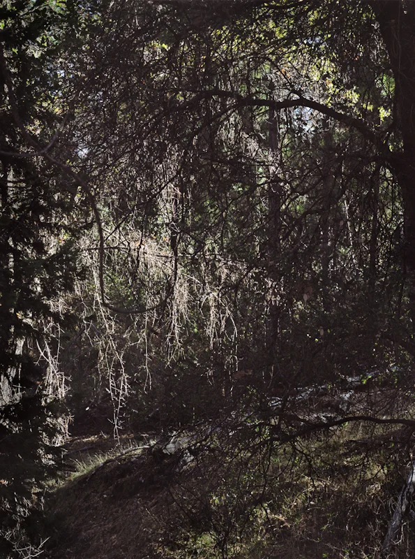untitled, from <grace and gravity> series, 2009, c-print