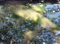 pond-1.jpg