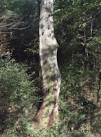 tree-2.jpg