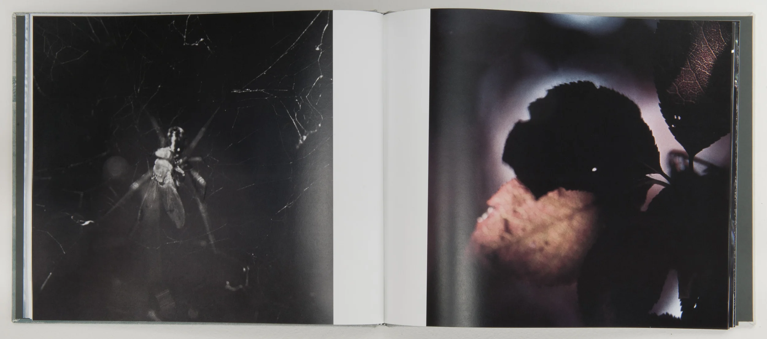   Wonder on Parnassus , 2007, 64 pages, 31 x 26 cm, Limited edition 