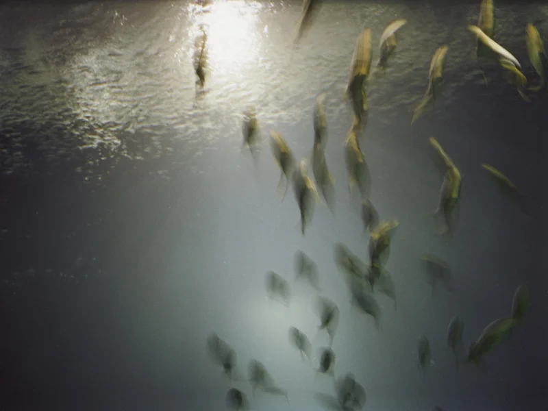  untitled, from &lt;wonder on parnassus&gt; series, 2007, c-print 