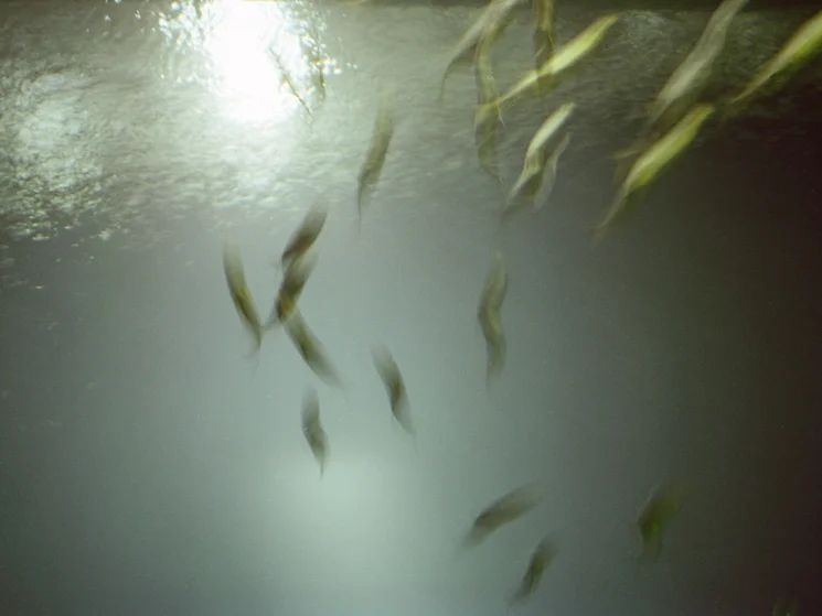  untitled, from &lt;wonder on parnassus&gt; series, 2007, c-print 