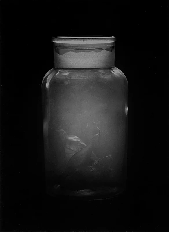  remains-1, 1999, gelatin silver print, 8x10 inch 