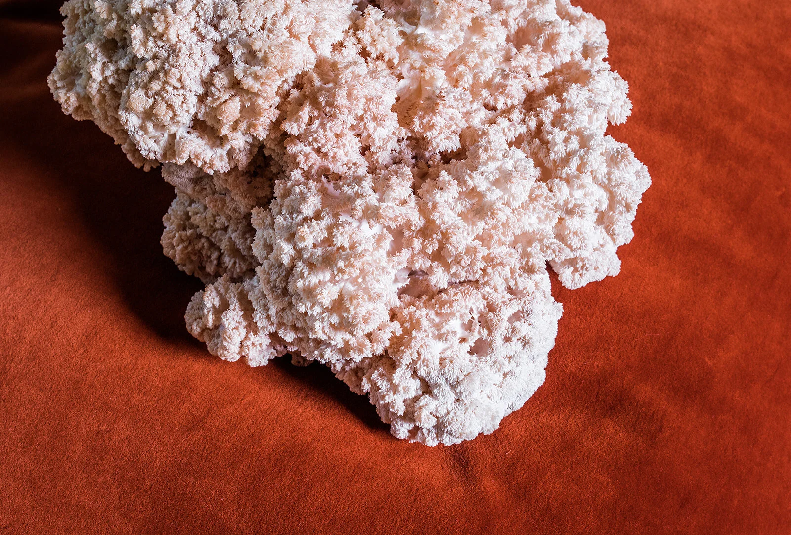 Lion’s Mane Mushroom “Crab” Cake