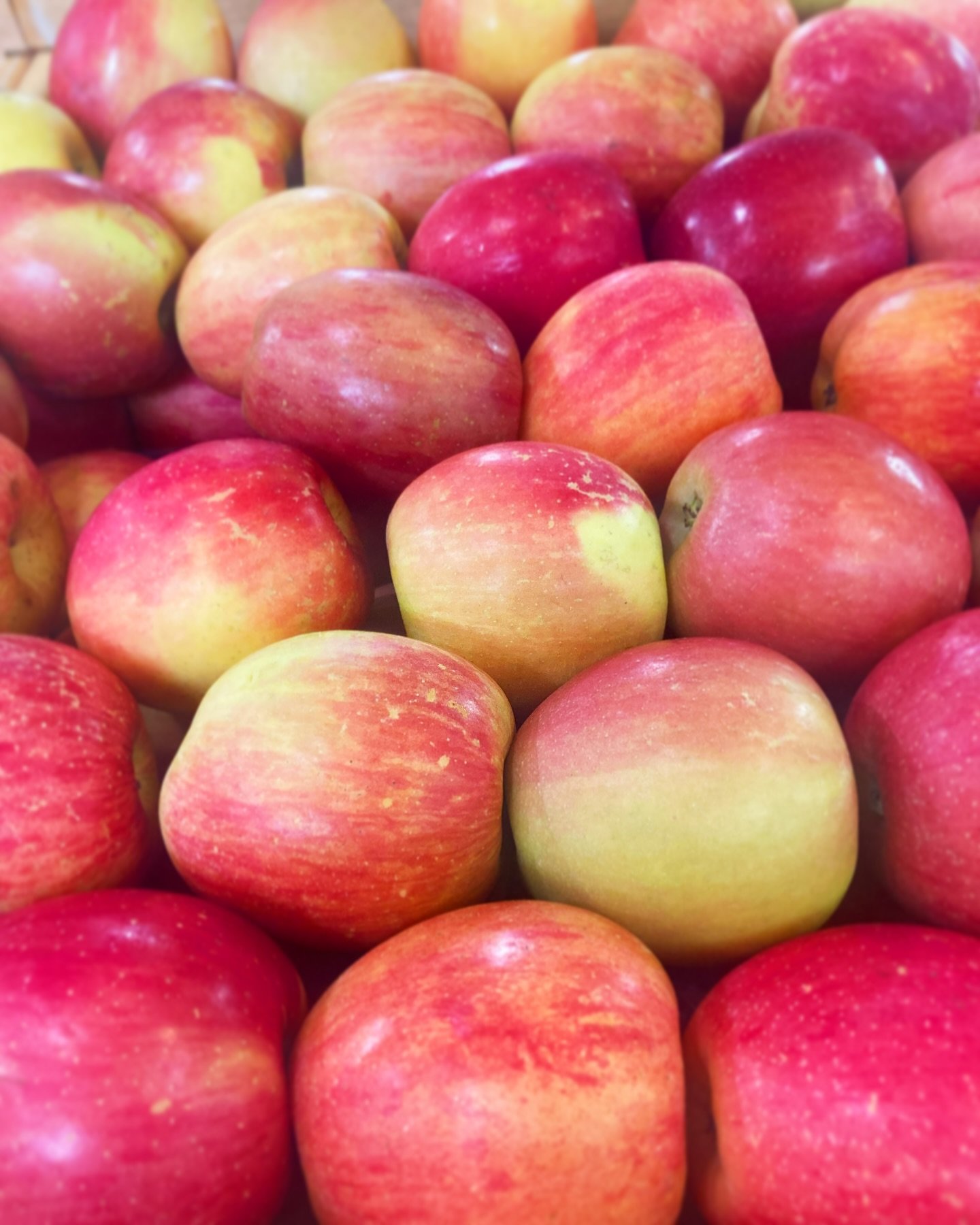 Fresh picks for the week: Apples, Onions, Tomatoes, and Mushrooms

Check back for more prices on organic produce every week!