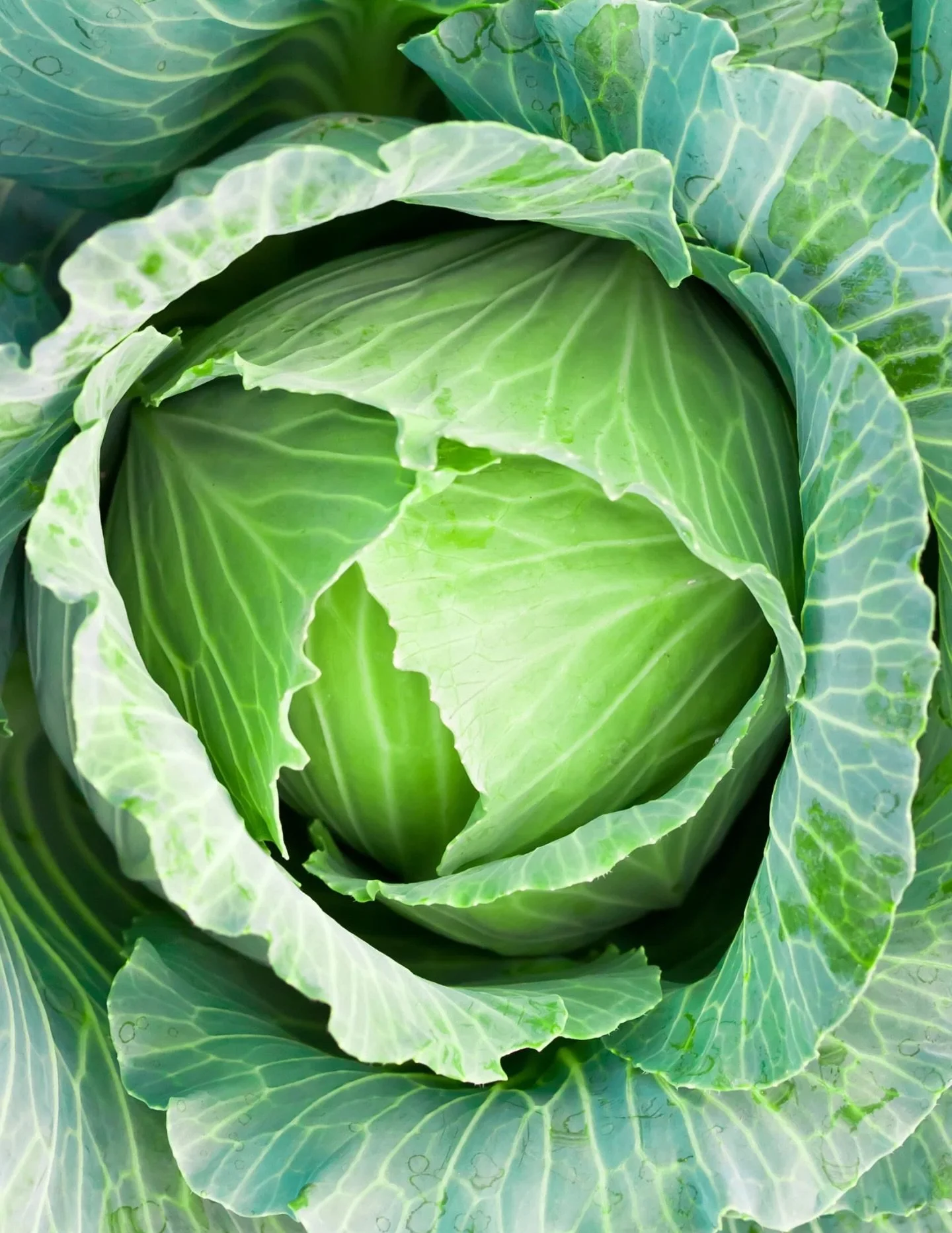 Excellent produce deals this week! Cabbage is back on sale, along with Tomatoes, Avocados, Russet Potatoes and Gala Apples! 🍅🥑🥔🍎