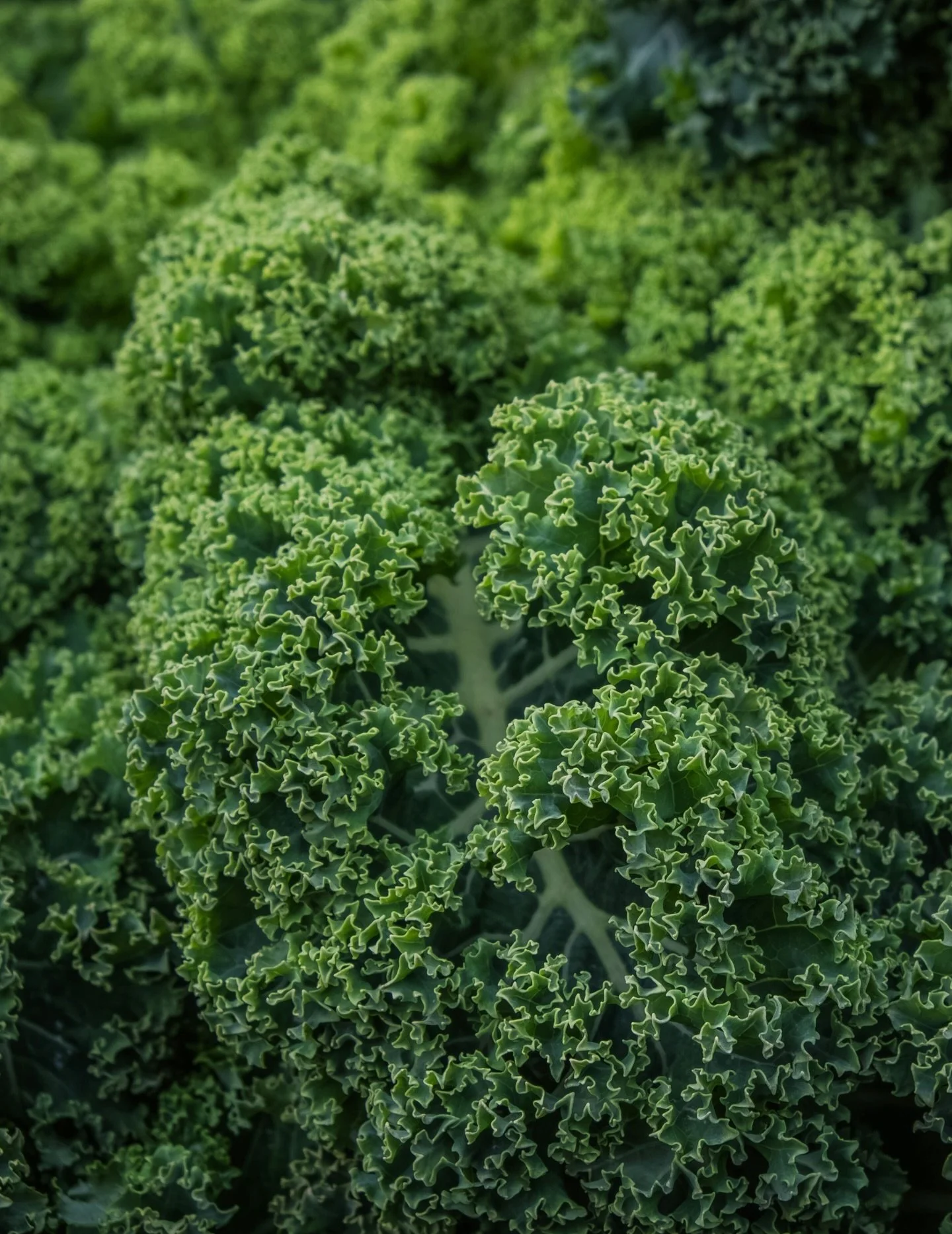 Color your cart with fresh flavor and great prices!

Cucumbers, Roma Tomatoes, Kale, Asparagus and Gala Apples are all on special this week! 

#organic #freshproduce
