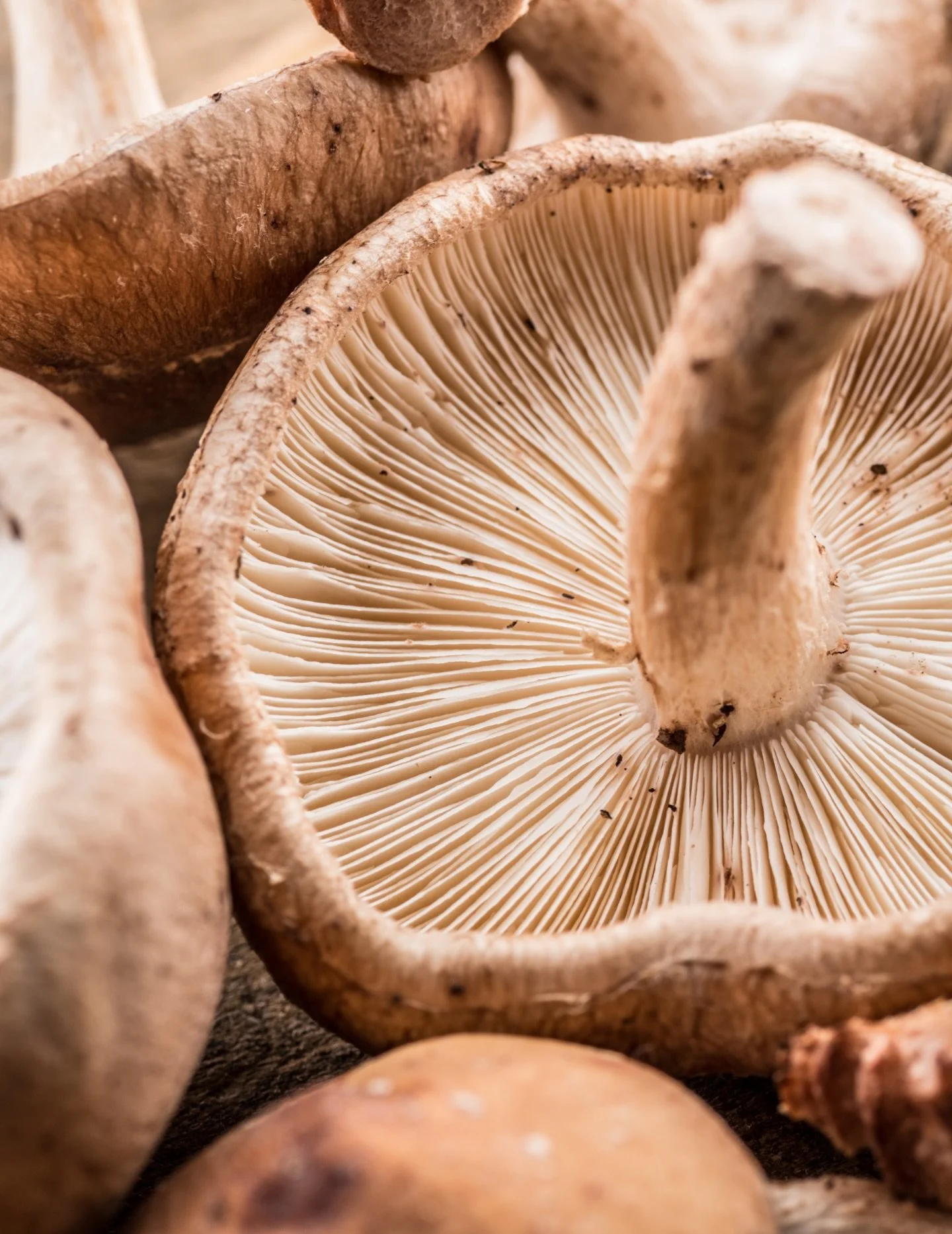 Earthy flavor, down-to-earth prices🍄&zwj;🟫

We&rsquo;ve got specials on mushrooms, onions, green peppers and Fuji apples!

#organic #produce