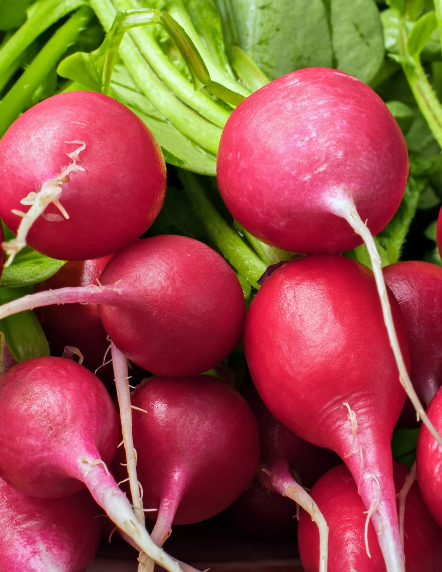 A little bite and a lot of crunch🫜

Radishes are on special! We also have deals on Strawberries, Blueberries, Onions, Lettuce and Pink Lady Apples. 

#organic #freshproduce