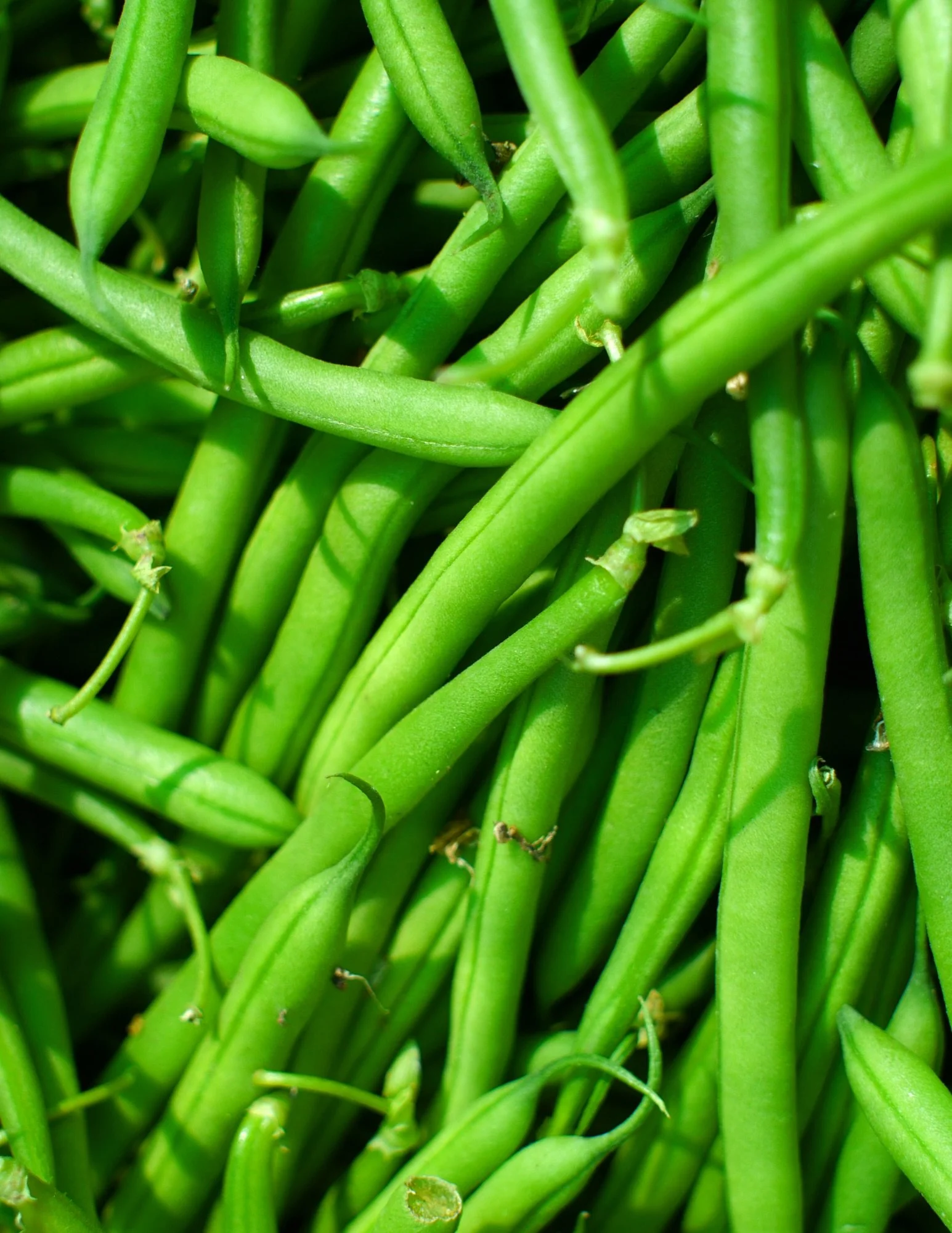 Fresh, green, and crunchy. Green Beans are on sale!

More great specials: White Mushrooms, Mini Cucumbers, Yellow and Sweet Onions, and Gala Apples