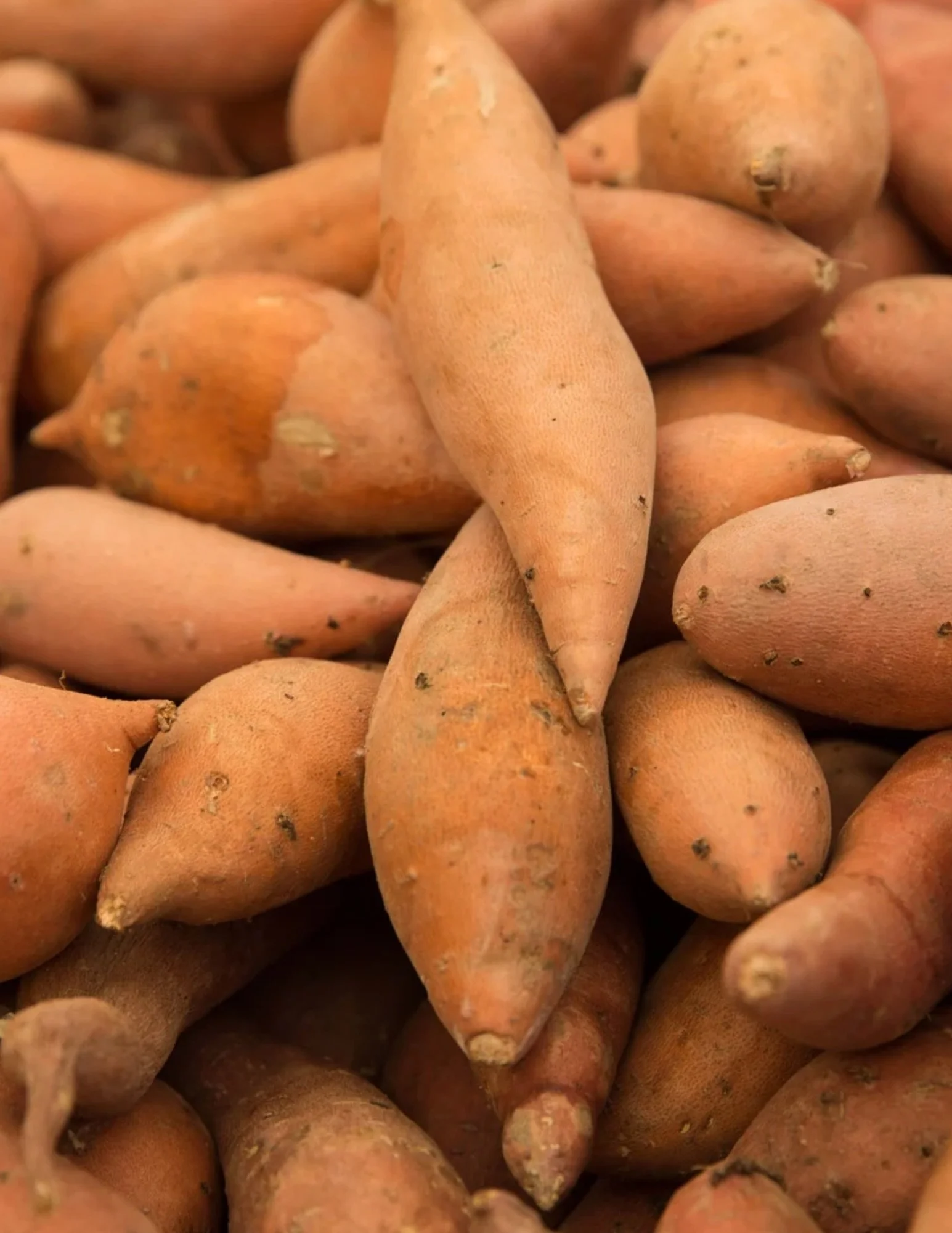Sweet Potatoes make everything better 🍠

Great deals this week on Red Slicer Tomatoes, Baby Carrots, Sweet Potatoes, Caramel Dip and Gala Apples!