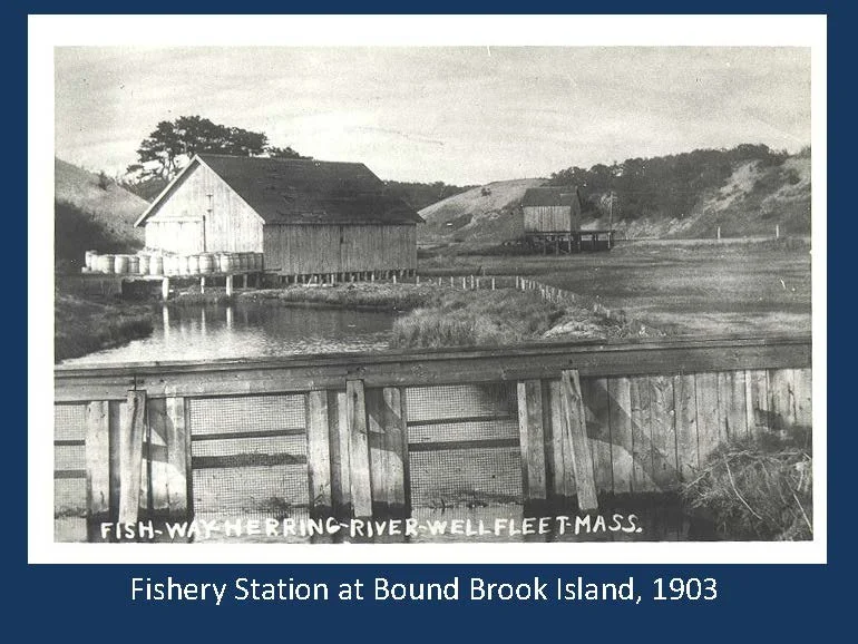 Speaker Series - "The Disappearance of Wellfleet's Robust Commercial Herring Industry"