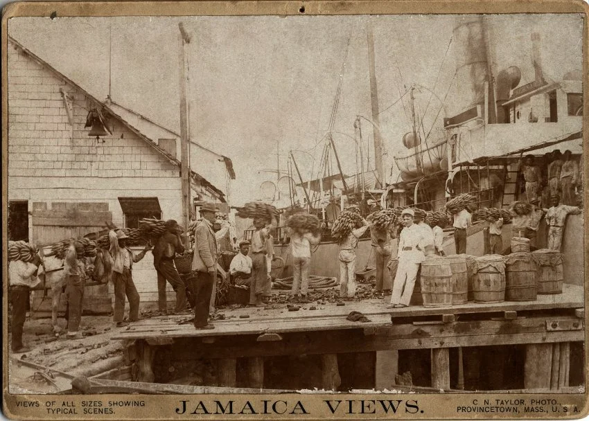 Jamaicabannanas.JPG