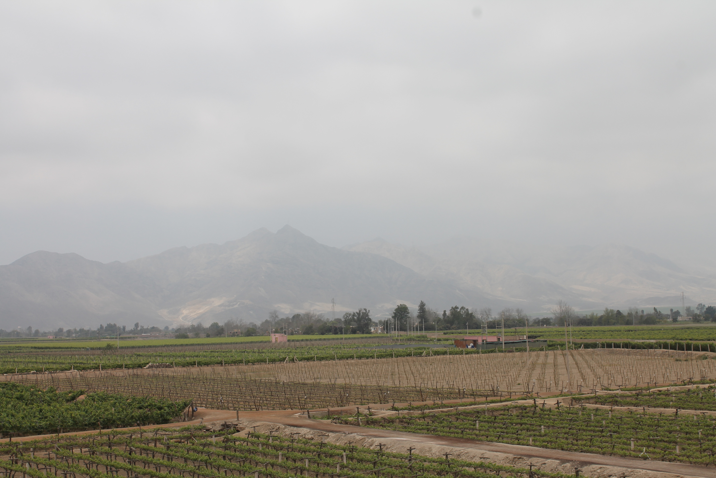 These are the Tacama vineyards with some mountains in the background. 