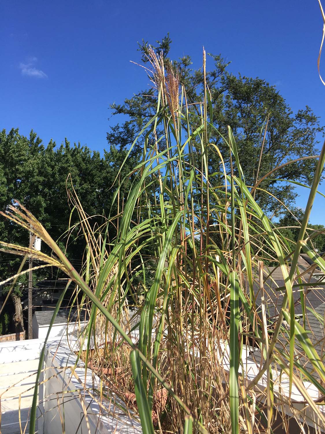 082817 newly installed grasses.jpg