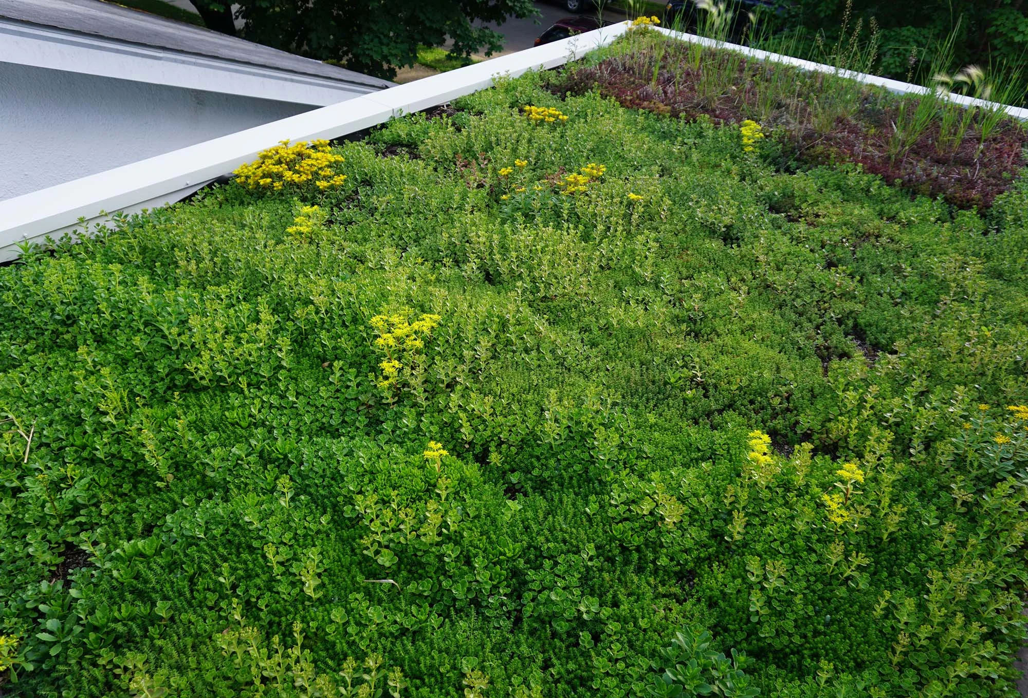 The various sedums are filling out now that they’re in the middle of their second summer.