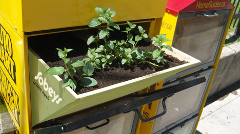 Bringing the farm to the city, fresh herbs are placed in urban spots such as a newspaper box, with the Sobeys branding. 