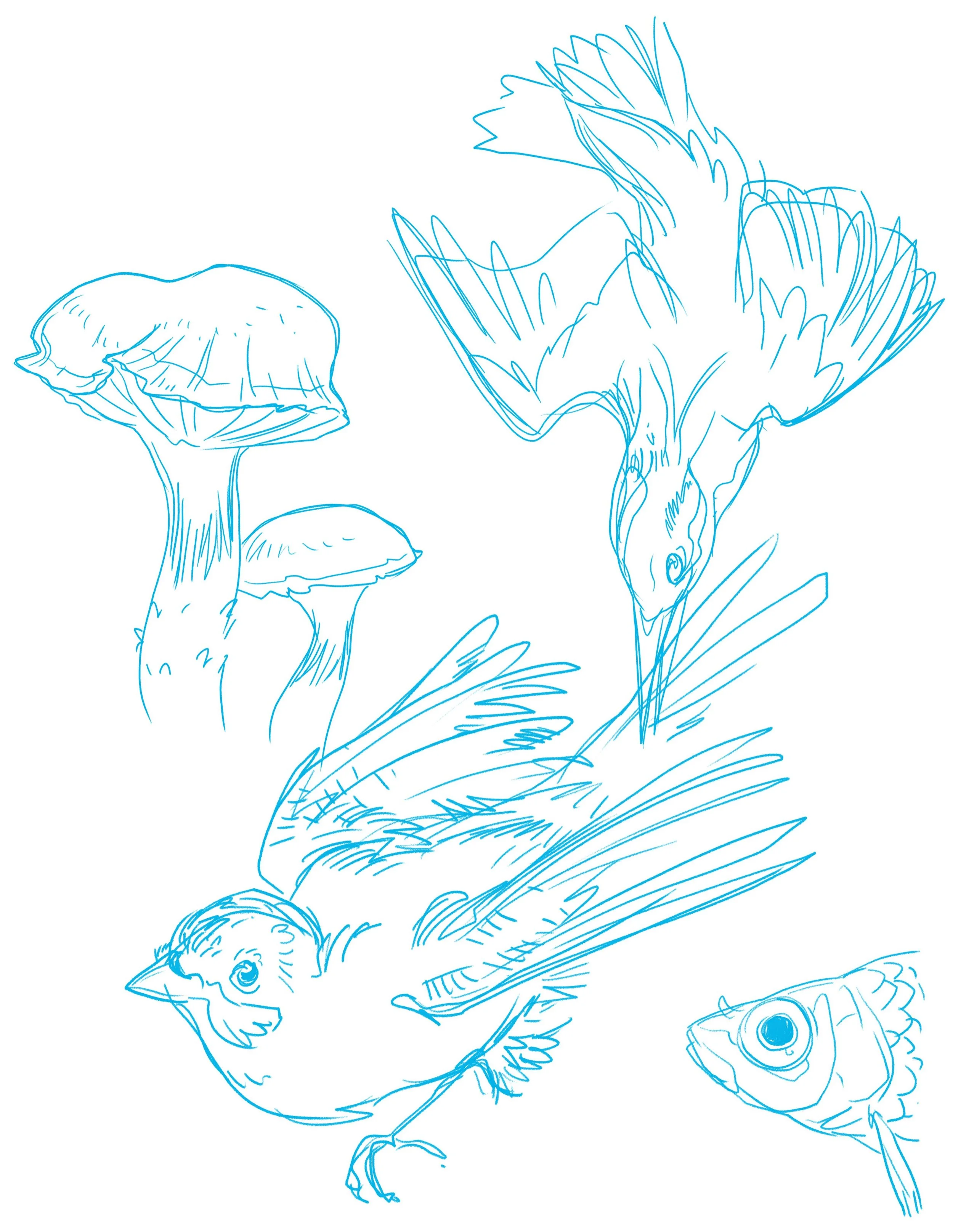 Fungi, fish and feathered friends