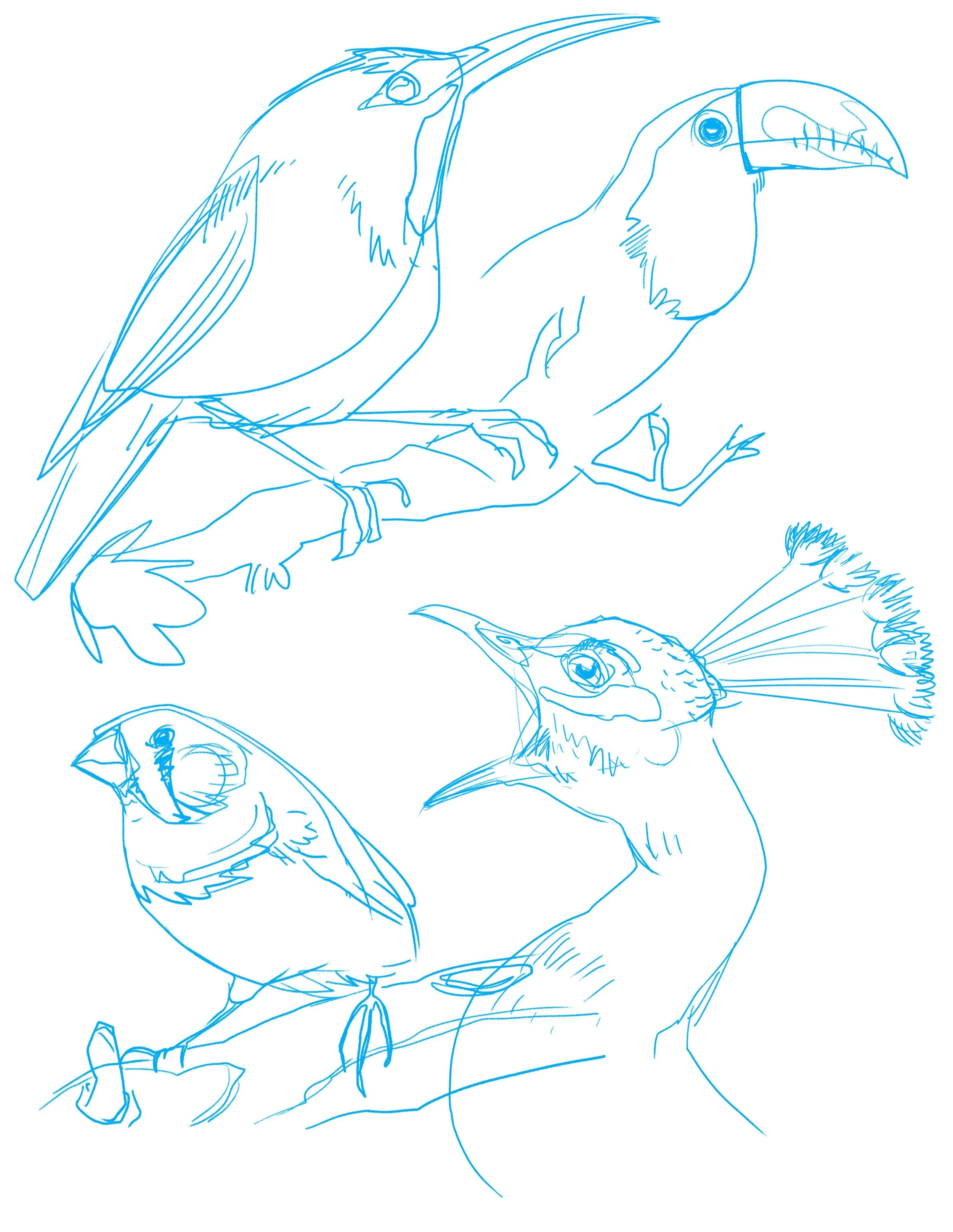 Birds!