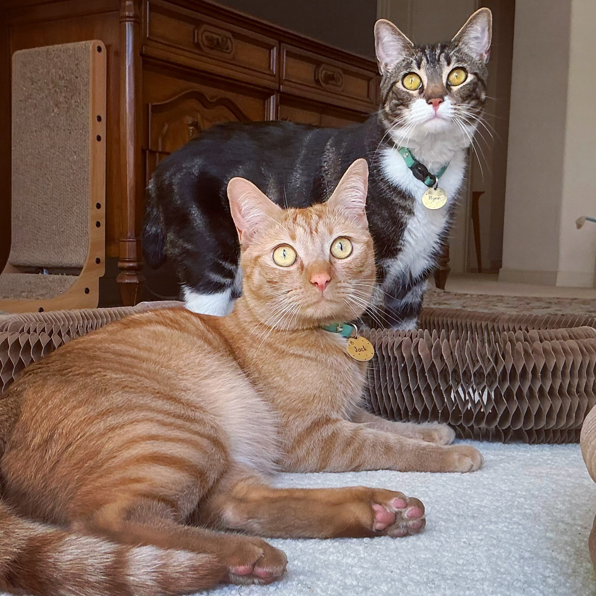 Kitten birthday! Boys are now 3 and just as bossy as ever. Turns out I am fantastic at spoiling cats. 😸