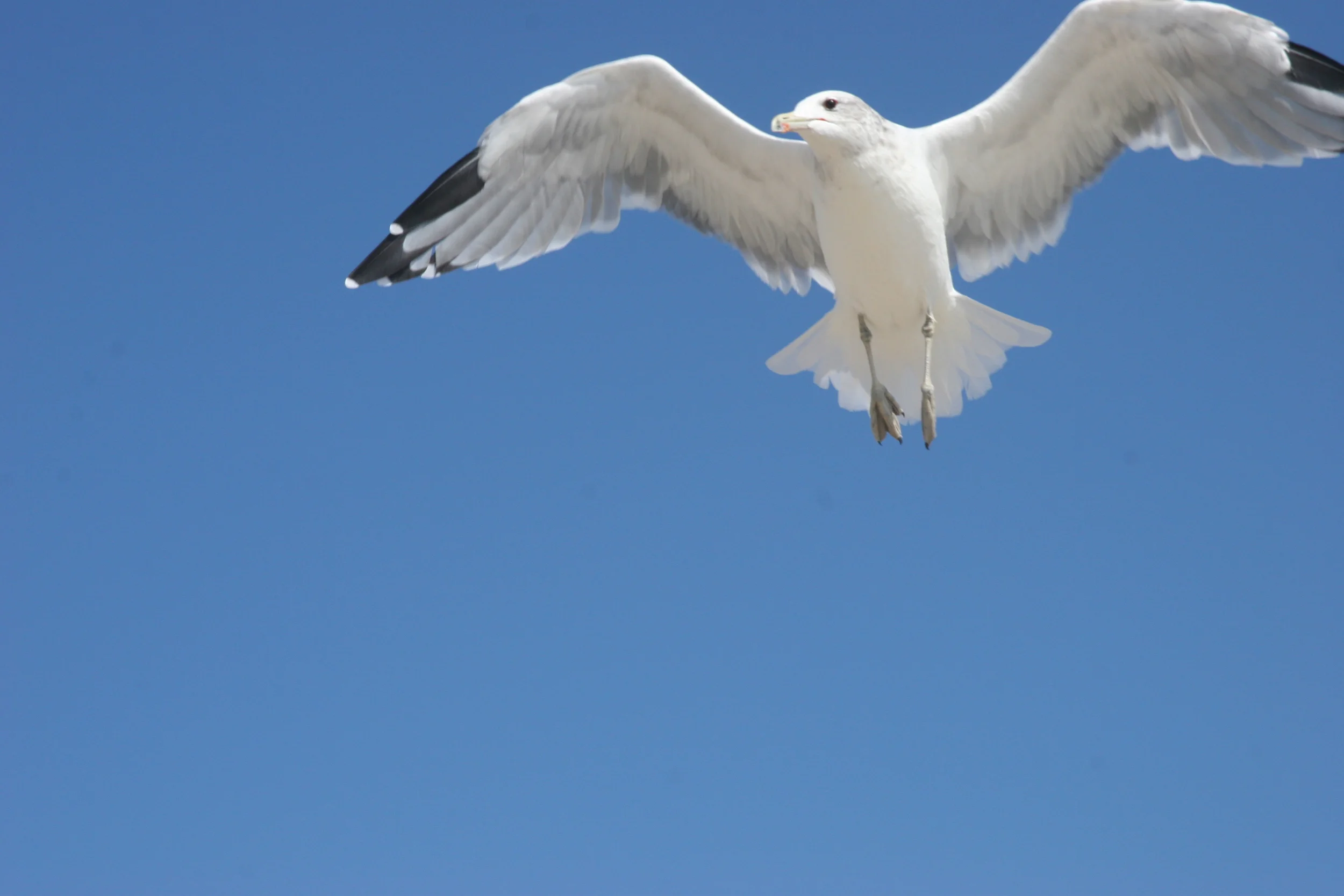 seagull.JPG