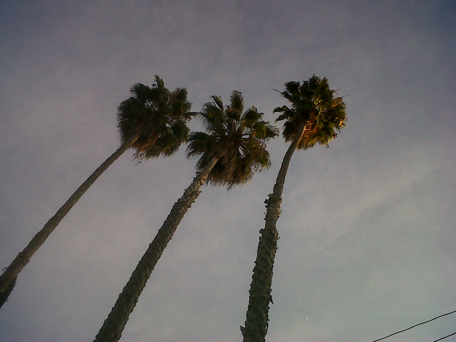 11.three.palms.jpg