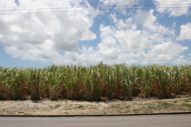 18.sugarcane.JPG