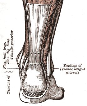  Achilles Rupture Rehab Protocol 