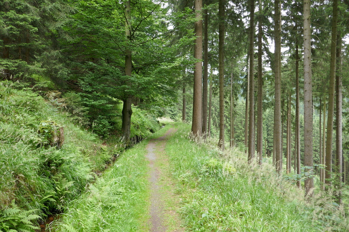 etwas schmalerer Fussweg neben dem Wasserweg