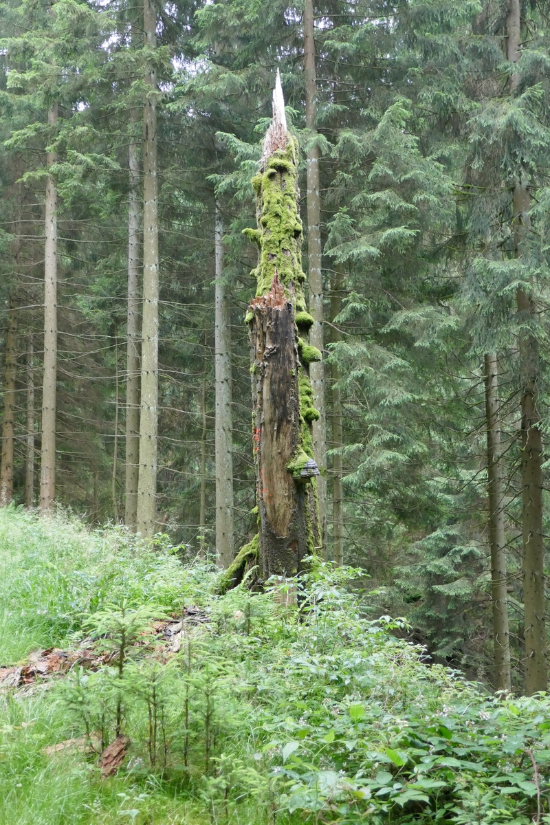 Vermooster Baum