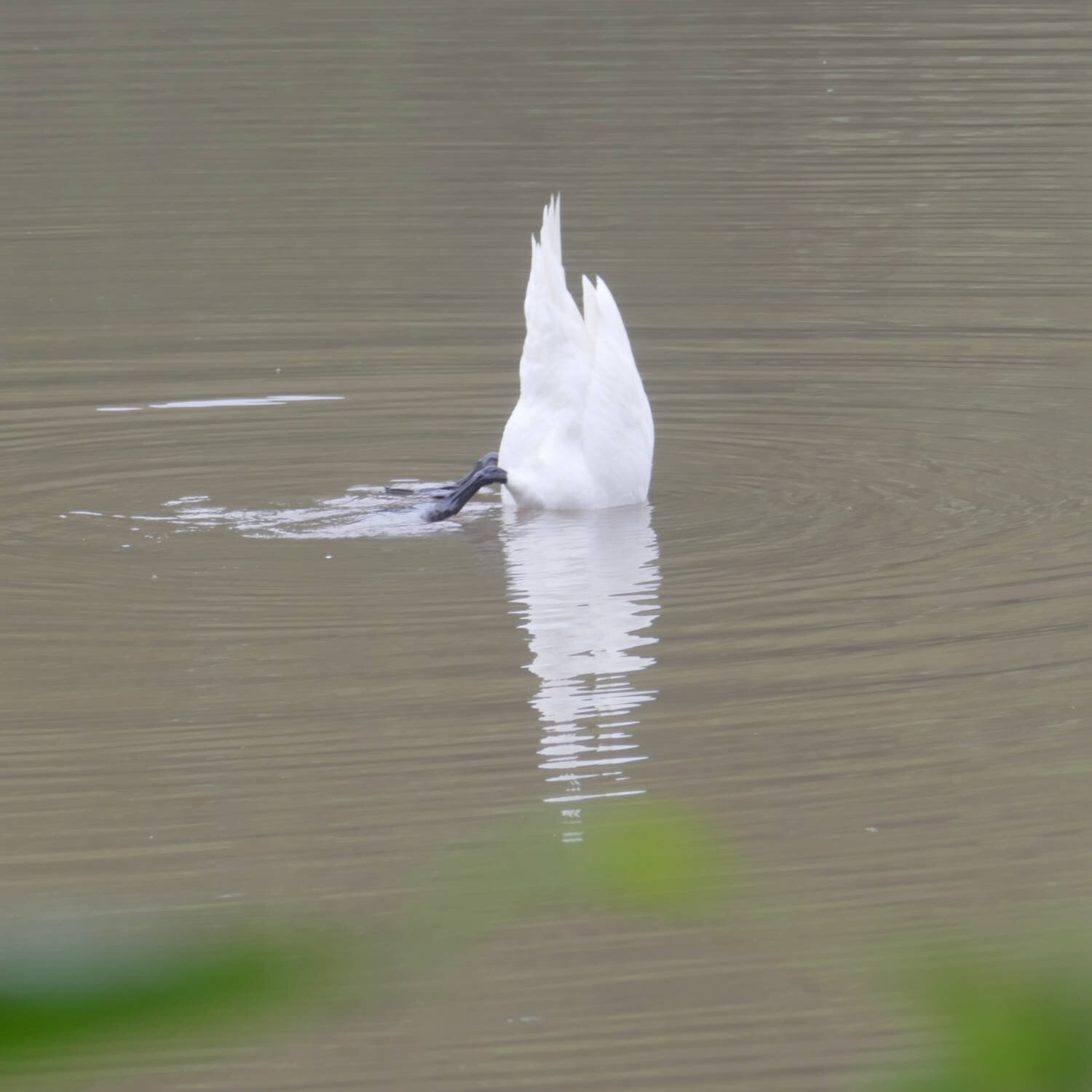 der Elegante Schwan.JPG