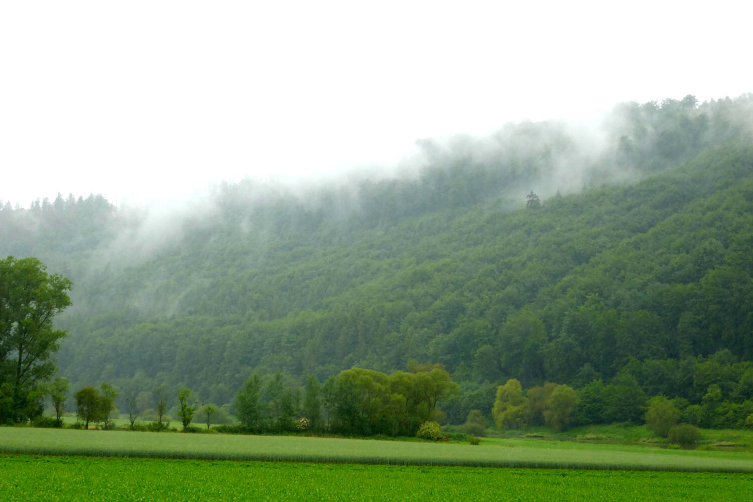 Waldnebel.JPG