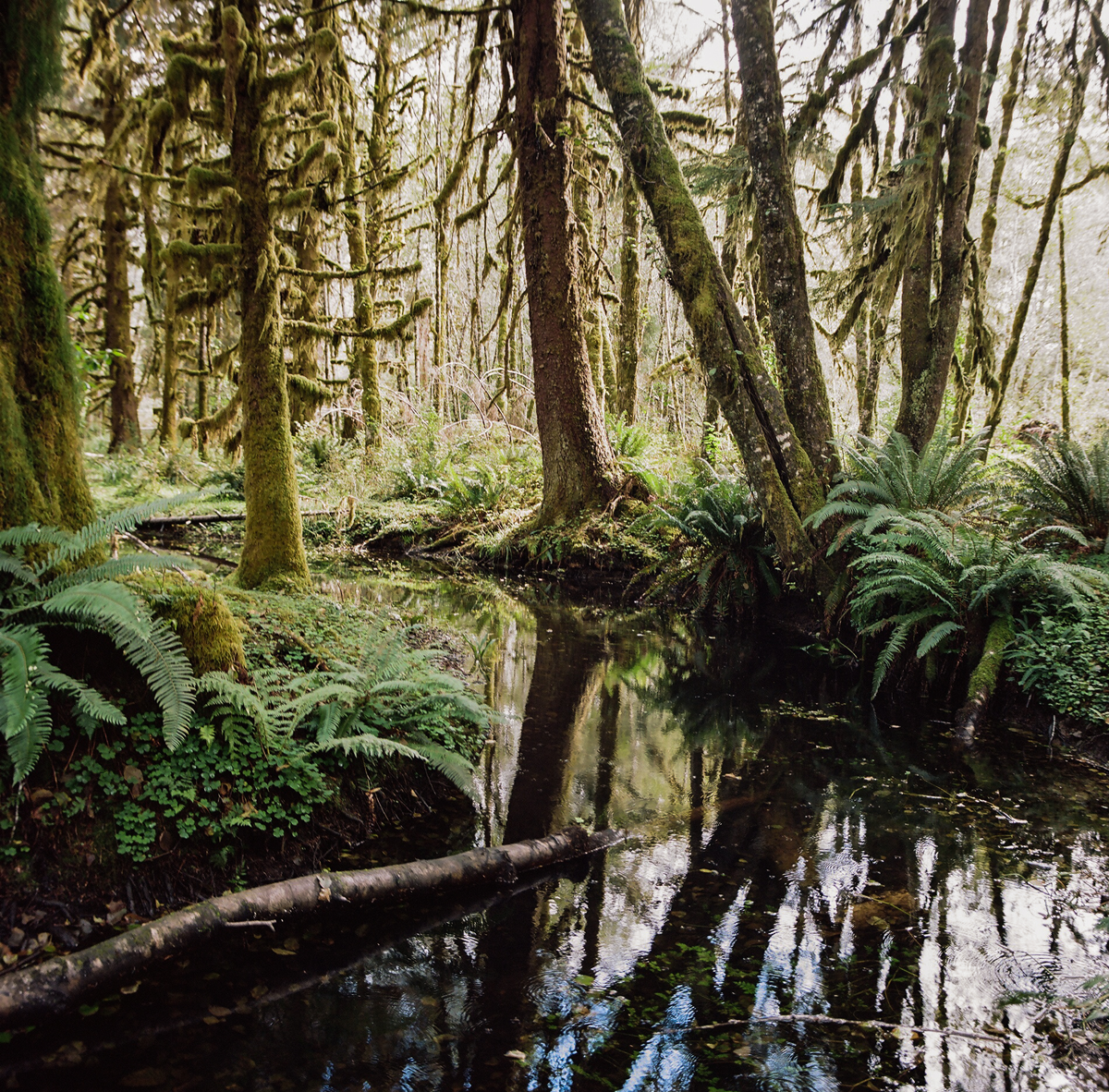 Hasselblad.ONP.2016-2.png