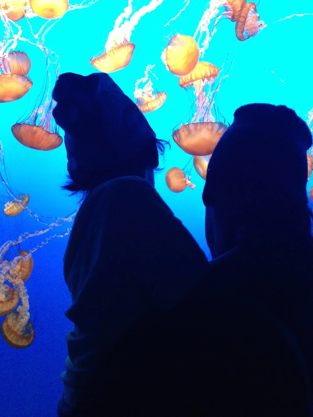 Mario’s California Road Trip to the Monterey Bay Aquarium