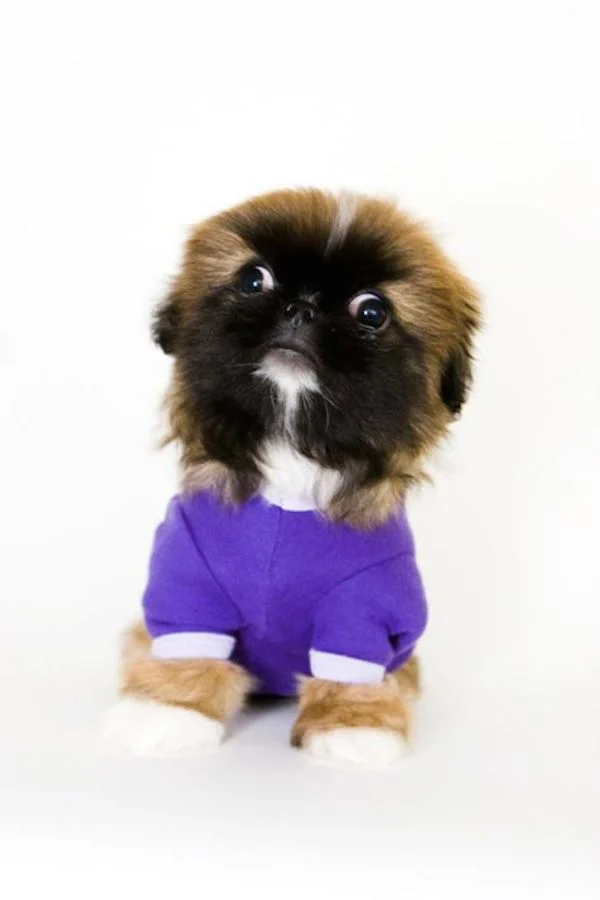 Happy National Puppy Day!