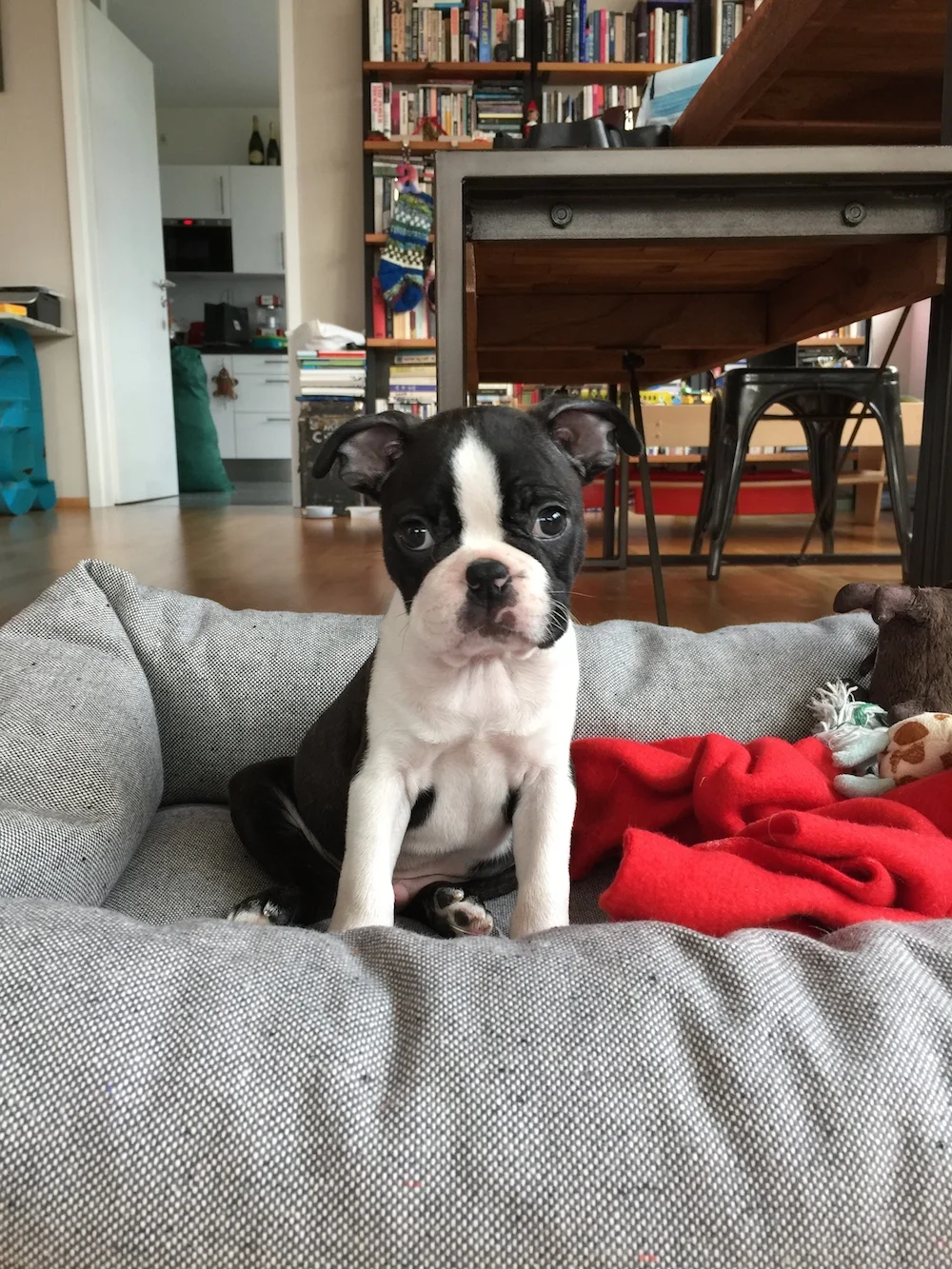 A Puppy for Mario for Christmas!