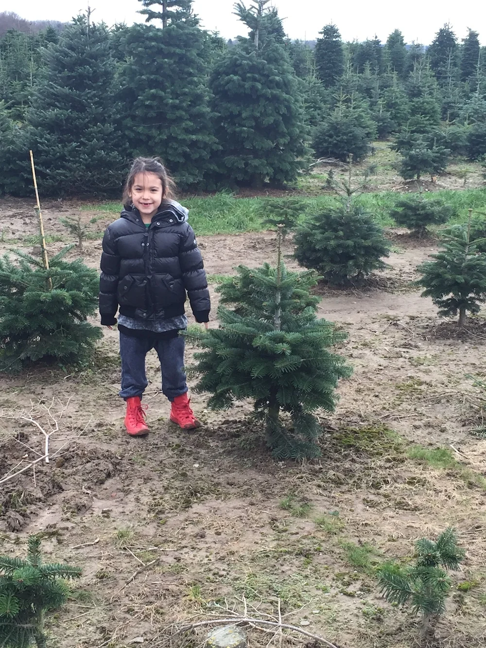 Mario at Grenzhof-Dormagen Christmas Tree Farm
