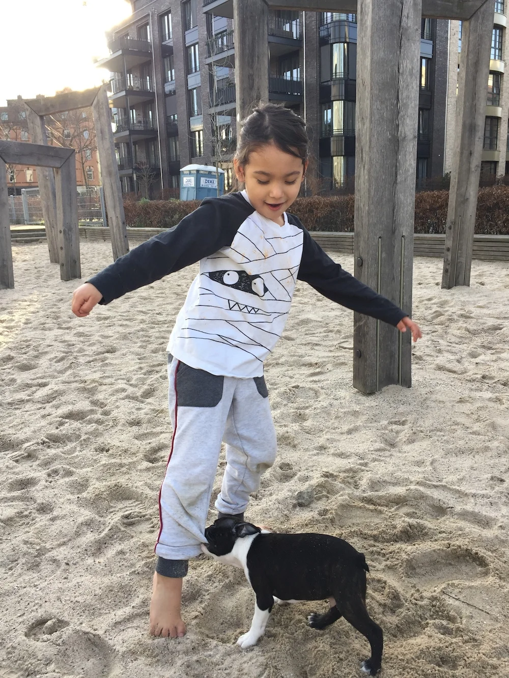 Mario & His New Best Friend, Our Boston Terrier Puppy