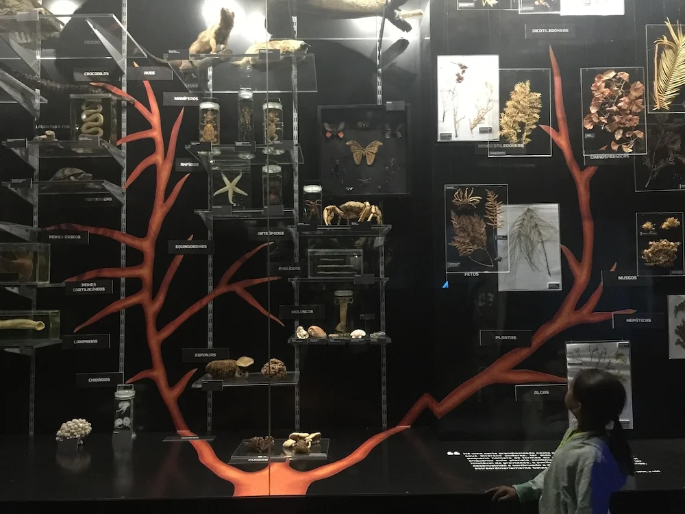 Mario at the Lisbon Natural History Museum