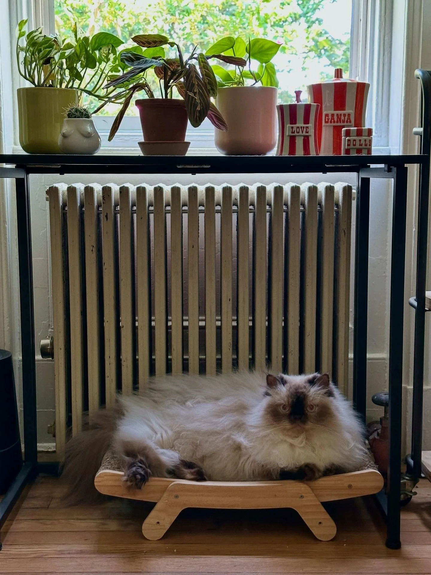 My weekend = relaxing with my fur babies 🐱🐶🤎🖤