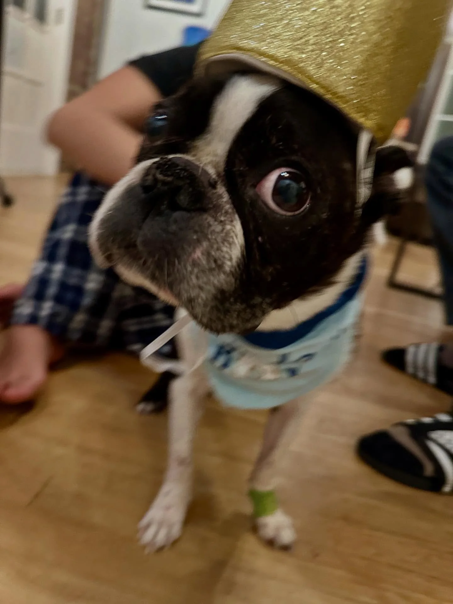Happy birthday to the best doggy ever, Pyphor Francisco Spike 🎂🐾 Double digits today. Ten years of love, loyalty, and that adorable side eye ❤️🐶