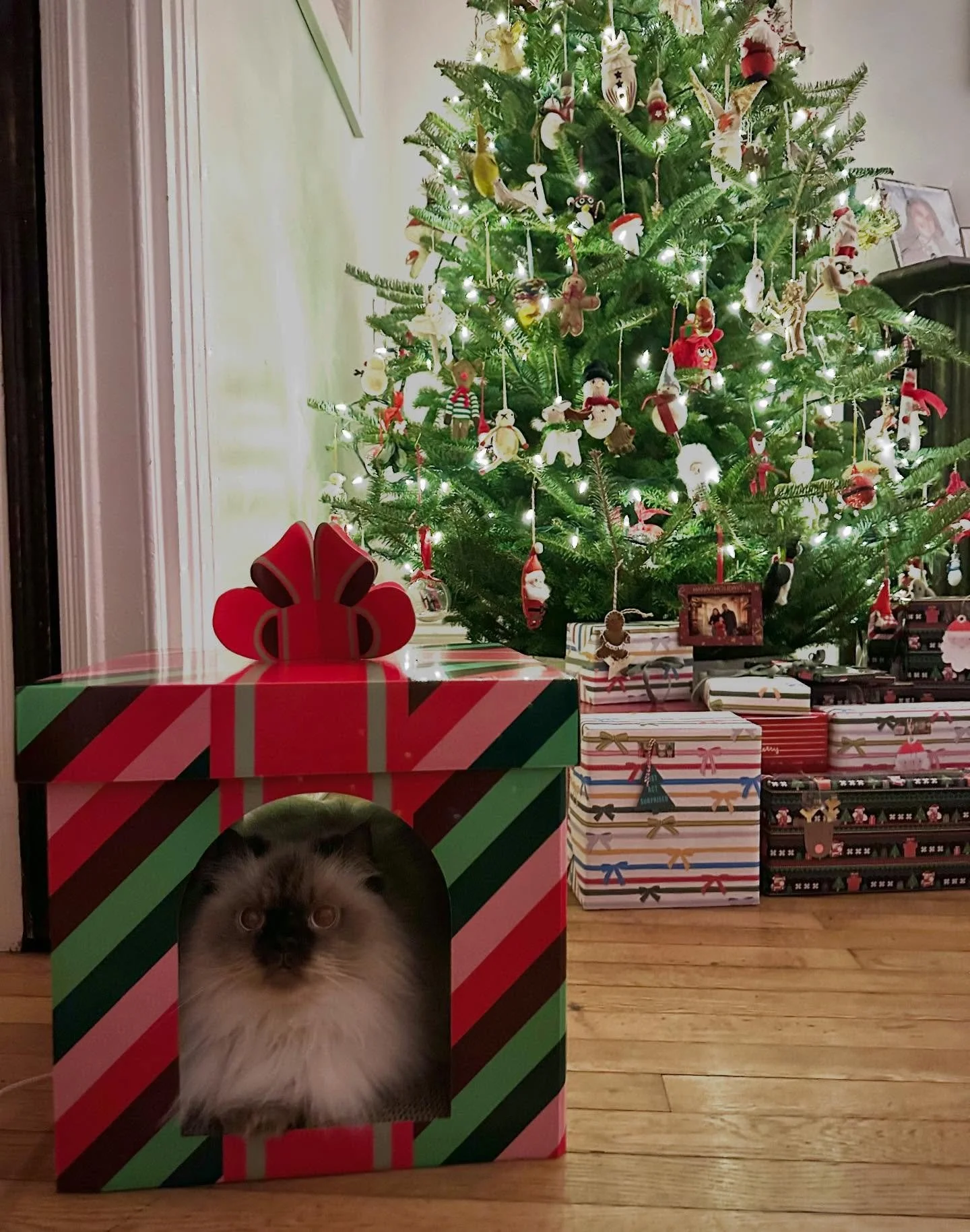 Meowy Christmas 🎄
Cutest present under the tree 🎁😻

#himalayan #cutecat #ilovemycat #bestpresentever #cat