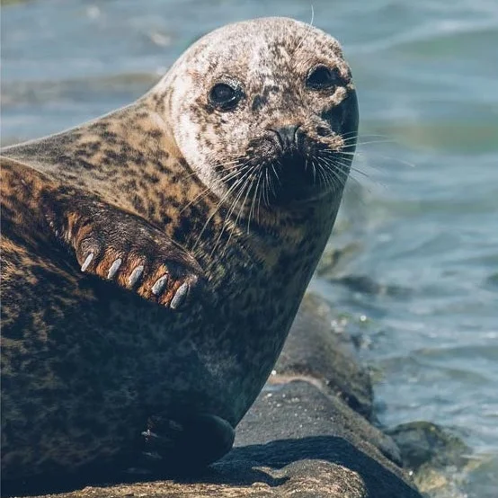 seal-Dinan-Vallee-de-la-Rance.jpg