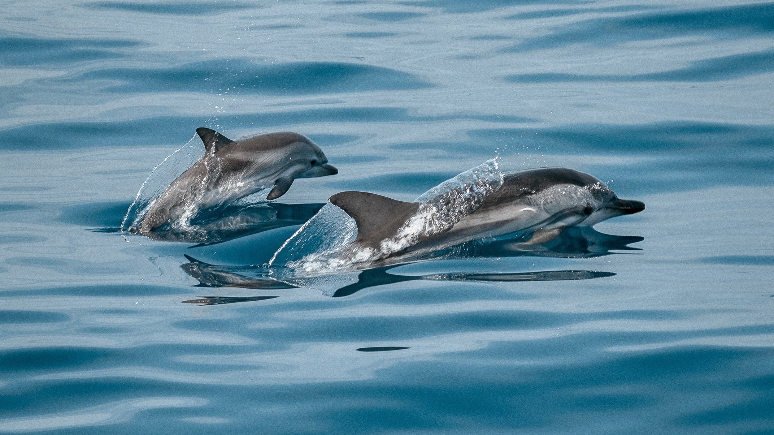 jonas-von-werne-dolphins-unsplash.jpg