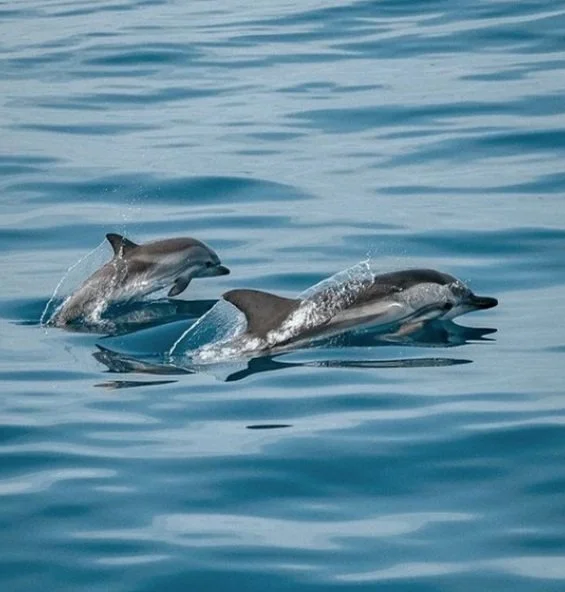 dolphins-playing-1%3A18%3A22.jpg