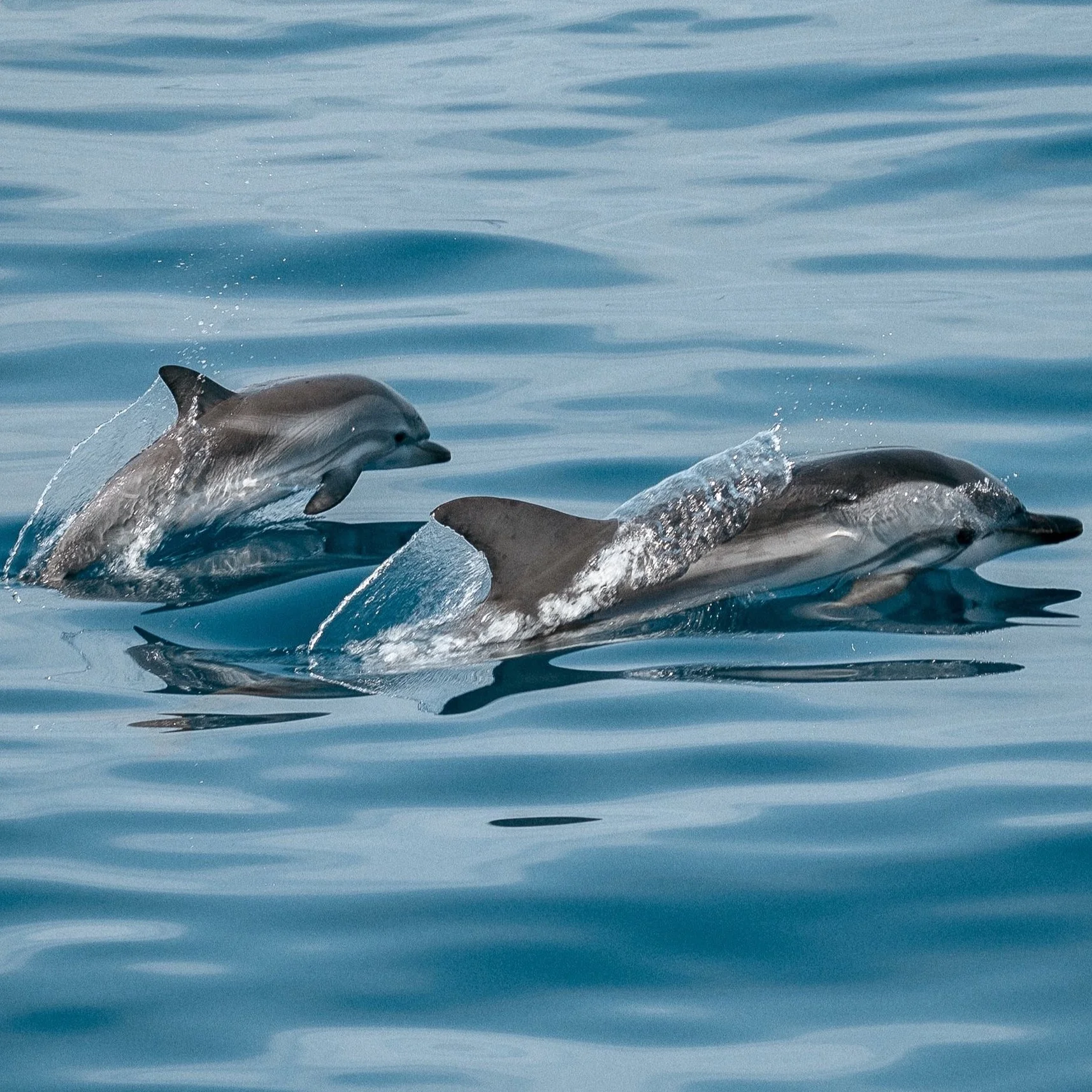 jonas-von-werne-dolphins-unsplash.jpg