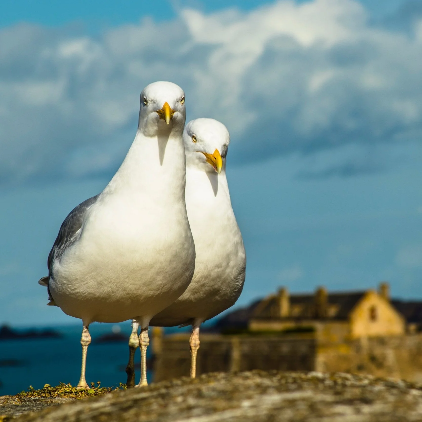 sebastian-brito-mouettes-gulls-unsplash.jpg